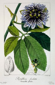 Passiflora pedata, o fiore della passione, 1836